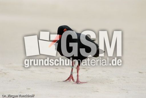 Schwarzer Austernfischer (12 von 14).jpg